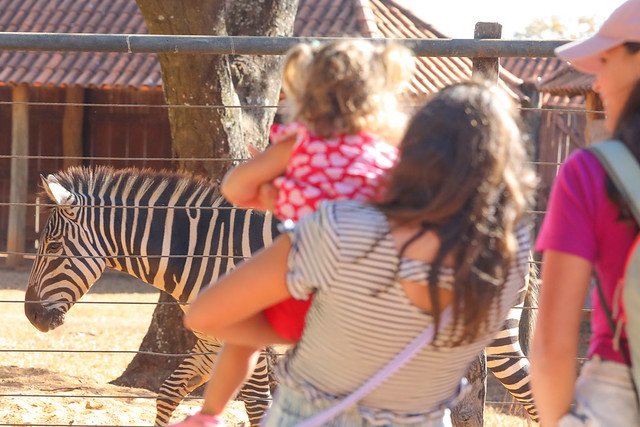 17/07/2024 - Zoo de Brasília recebe novos animais e faz sucesso com a zebra Ailin