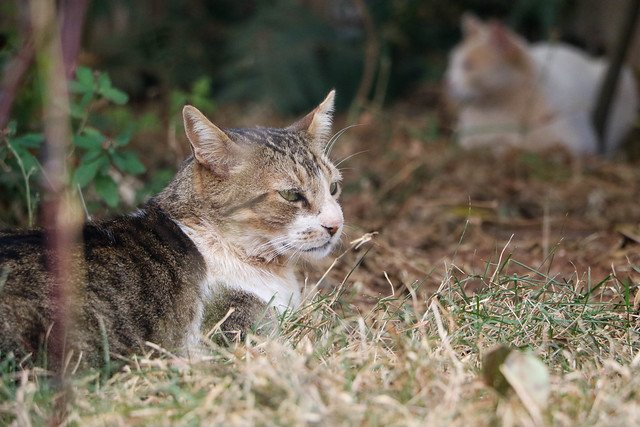 10/08/2024 - Controle da população de gatos no complexo da Novacap vira case de sucesso