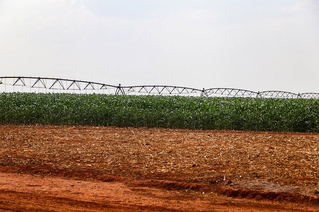 29/09/2024 - Agricultores do DF aumentam produtividade com fertilizante orgânico fornecido pela Caesb