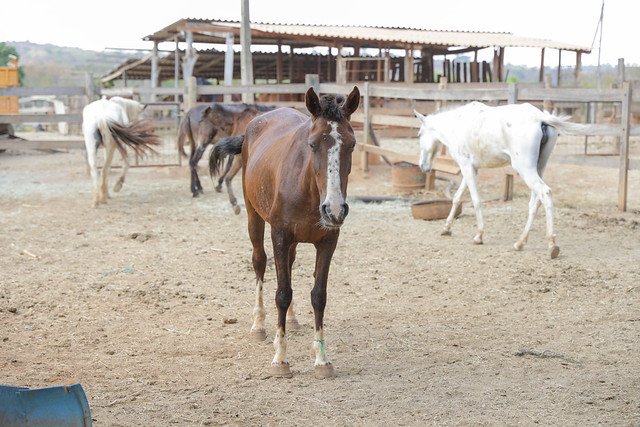 06/10/2024 - Programa de adoção dá novos lares a animais de grande porte no Distrito Federal