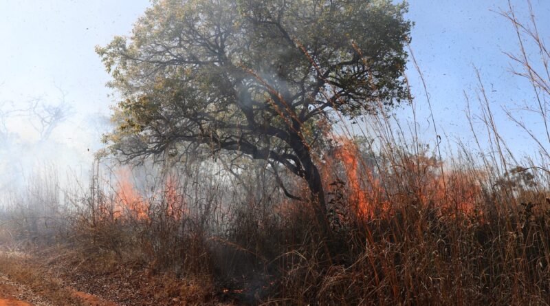 Força-tarefa mobiliza 150 pessoas para conter incêndio na Floresta Nacional de Brasília