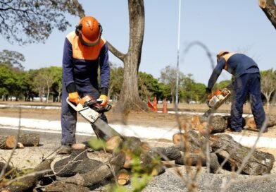 Saiba como solicitar podas e remoção de árvores mortas para evitar riscos de quedas