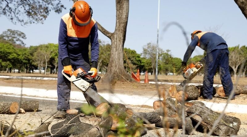 Saiba como solicitar podas e remoção de árvores mortas para evitar riscos de quedas